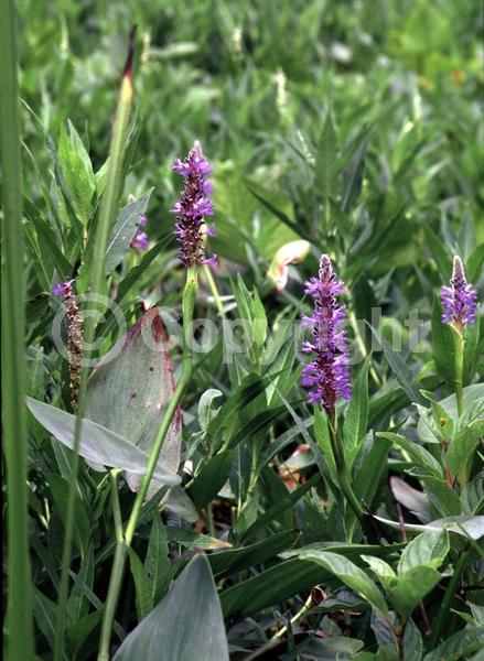 Blue blooms; Lavender blooms; Deciduous; North American Native
