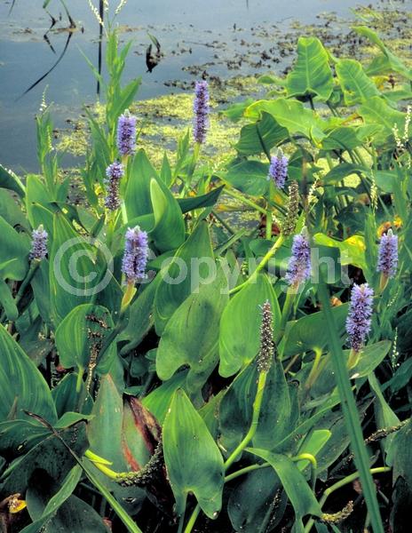 Blue blooms; Lavender blooms; Deciduous; North American Native