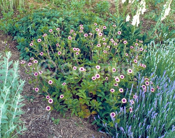 Red blooms; Pink blooms