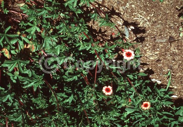 Red blooms; Pink blooms