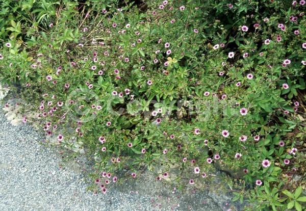 Red blooms; Pink blooms