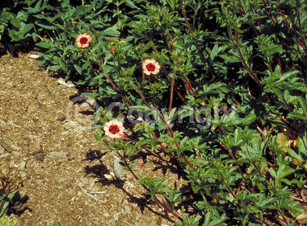 Red blooms; Pink blooms