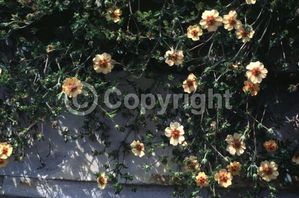 Yellow blooms; Salmon blooms