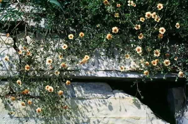 Yellow blooms; Salmon blooms