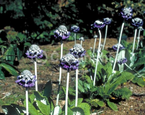 Blue blooms; Purple blooms; Deciduous; Broadleaf