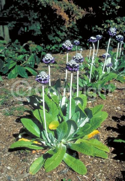 Blue blooms; Purple blooms; Deciduous; Broadleaf