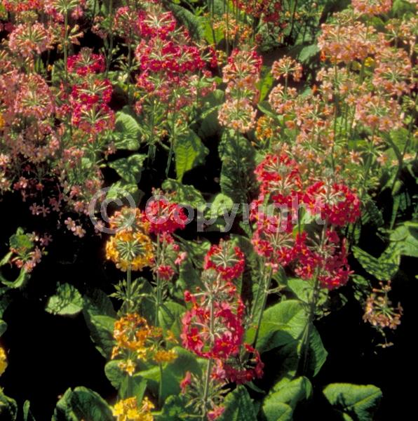 Orange blooms; Yellow blooms; Pink blooms