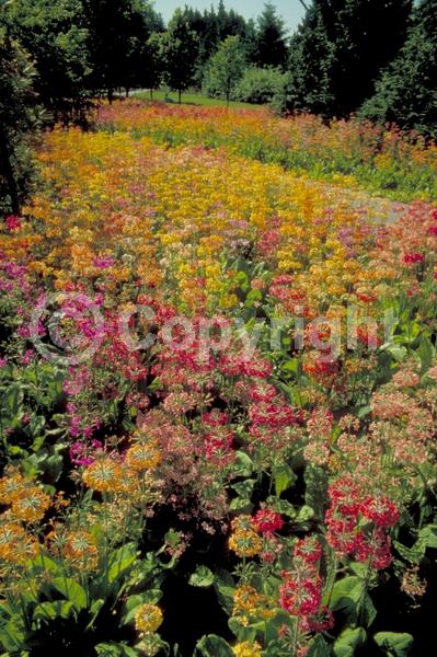 Orange blooms; Yellow blooms; Pink blooms