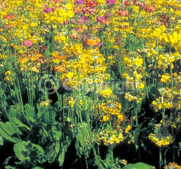 Red blooms; Orange blooms; Yellow blooms; Pink blooms; Deciduous; Broadleaf