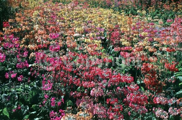 Red blooms; Orange blooms; Yellow blooms; Pink blooms; Deciduous; Broadleaf