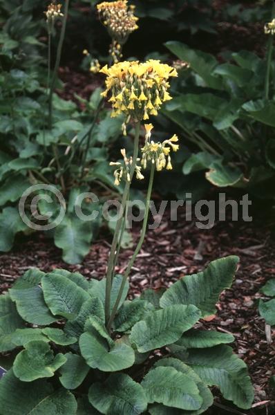 Red blooms; Orange blooms; Yellow blooms; Pink blooms; Deciduous; Broadleaf