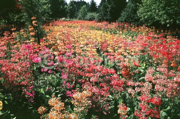 Red blooms; Orange blooms; Yellow blooms; Pink blooms; Deciduous; Broadleaf