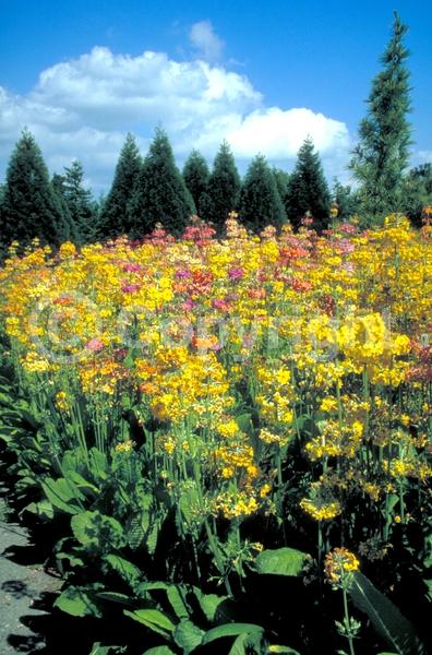 Red blooms; Orange blooms; Yellow blooms; Pink blooms; Deciduous; Broadleaf