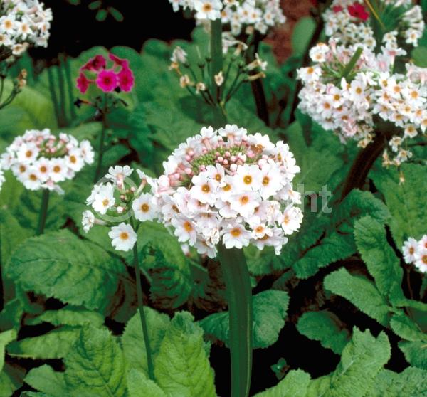 Red blooms; Purple blooms; White blooms; Pink blooms; Deciduous