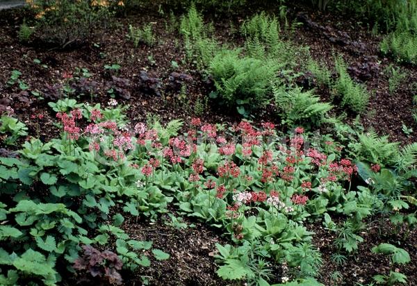 Red blooms; Purple blooms; White blooms; Pink blooms; Deciduous