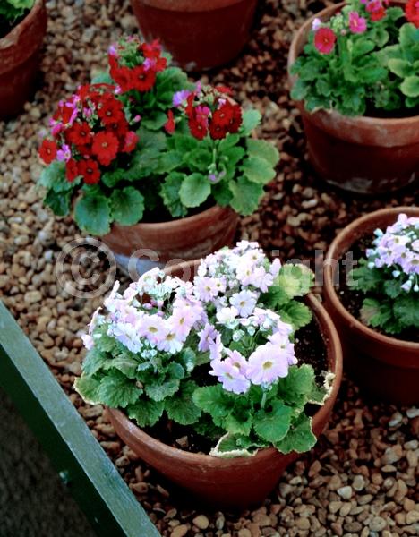 Red blooms; Purple blooms; White blooms; Pink blooms