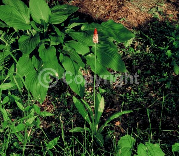 Red blooms; Purple blooms; Pink blooms; Deciduous; Broadleaf