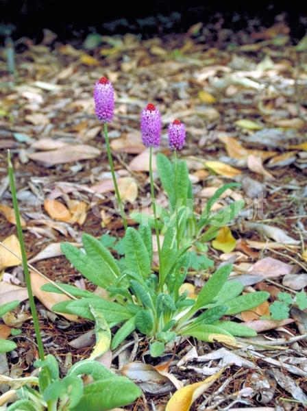 Red blooms; Purple blooms; Pink blooms; Deciduous; Broadleaf