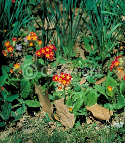 Red blooms; Orange blooms; Yellow blooms; Purple blooms; White blooms; Pink blooms; Lavender blooms; Deciduous; Broadleaf