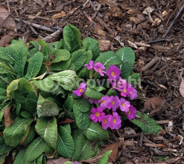 Red blooms; Orange blooms; Yellow blooms; Purple blooms; White blooms; Pink blooms; Lavender blooms; Deciduous; Broadleaf