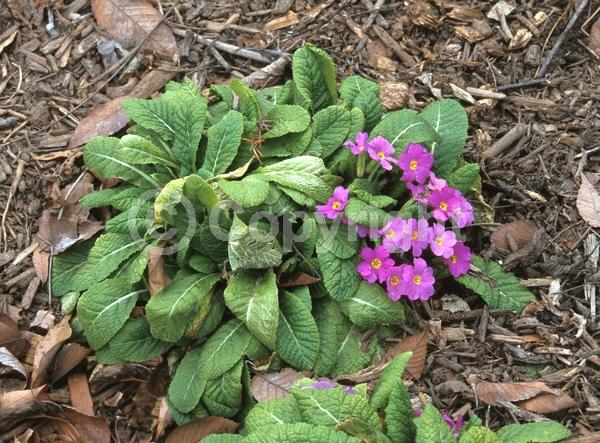 Red blooms; Orange blooms; Yellow blooms; Purple blooms; White blooms; Pink blooms; Lavender blooms; Deciduous; Broadleaf