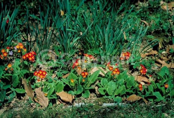 Red blooms; Orange blooms; Yellow blooms; Purple blooms; White blooms; Pink blooms; Lavender blooms; Deciduous; Broadleaf