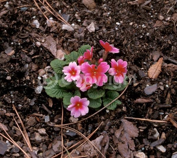 Pink blooms; Deciduous; Broadleaf