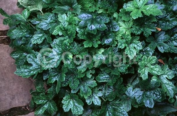 Yellow blooms; Semi-evergreen