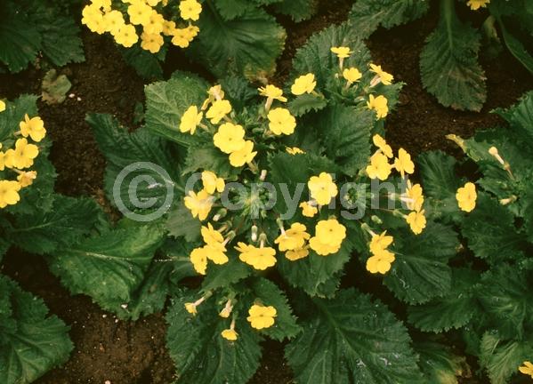 Yellow blooms; Semi-evergreen