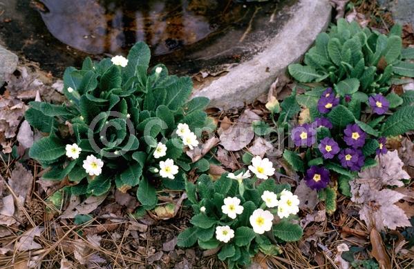 Red blooms; Orange blooms; Yellow blooms; Blue blooms; Purple blooms; White blooms; Pink blooms; Semi-evergreen