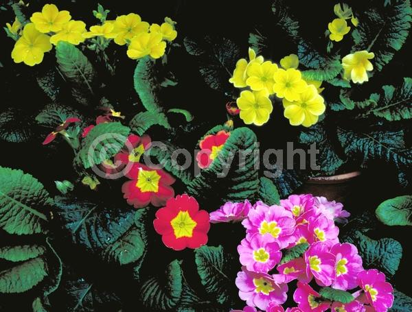 Red blooms; Orange blooms; Yellow blooms; Blue blooms; Purple blooms; White blooms; Pink blooms; Semi-evergreen