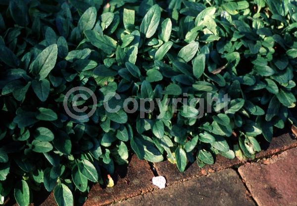 Purple blooms; Evergreen