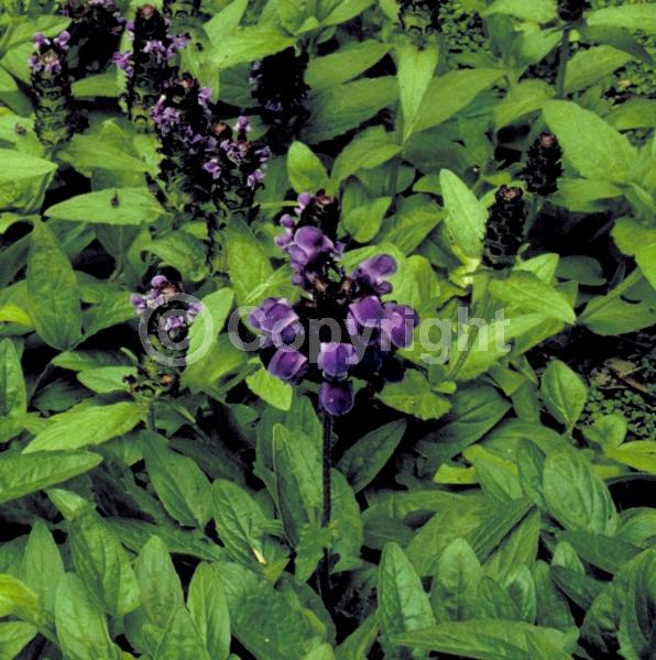 Purple blooms; Evergreen