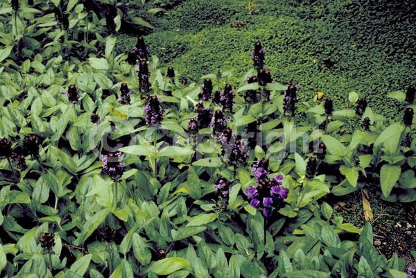 Purple blooms; Evergreen