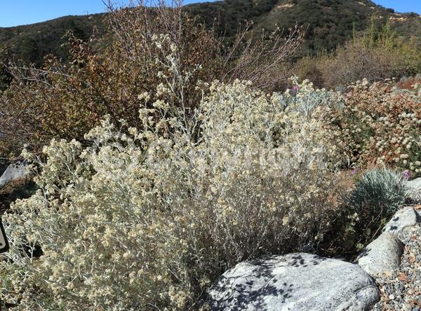 Yellow blooms; North American Native