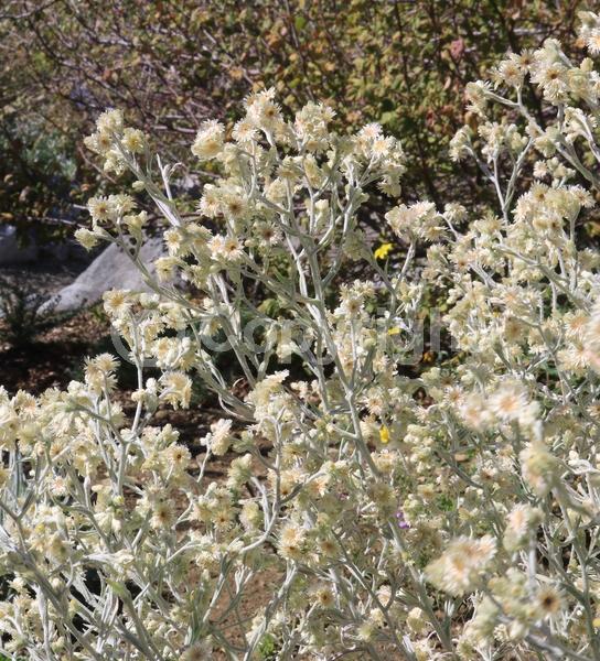 Yellow blooms; North American Native