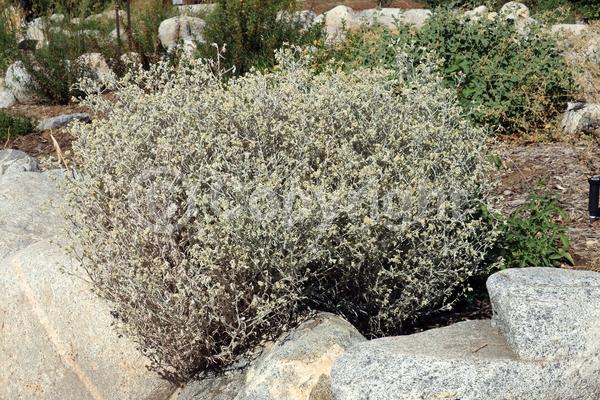 Yellow blooms; North American Native