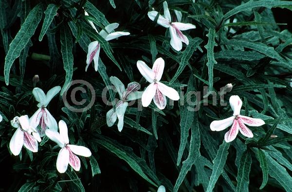 White blooms; Evergreen