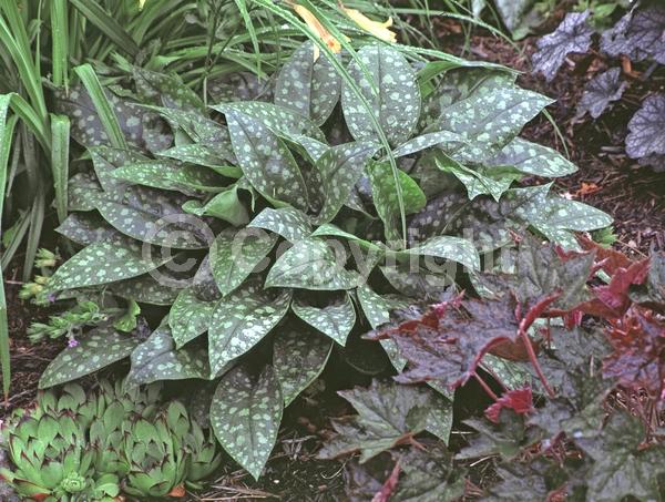Blue blooms; Pink blooms; Deciduous; Broadleaf