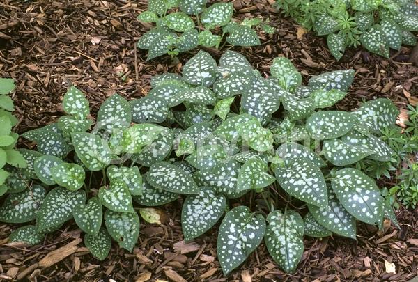Blue blooms; Pink blooms; Deciduous; Broadleaf