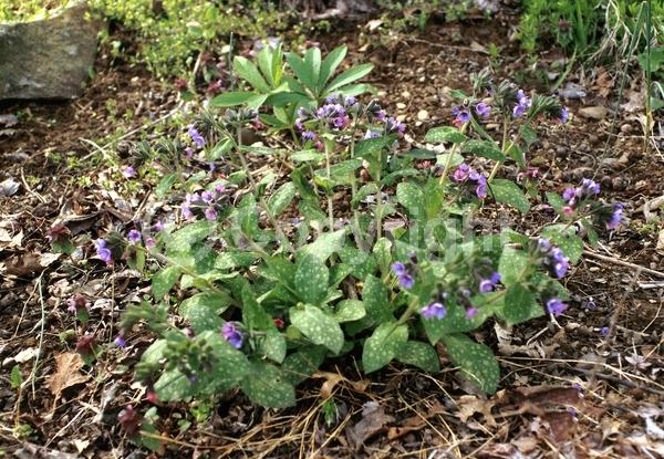 Blue blooms; Semi-evergreen; 