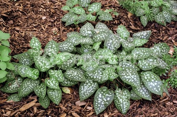 Blue blooms; Semi-evergreen; 