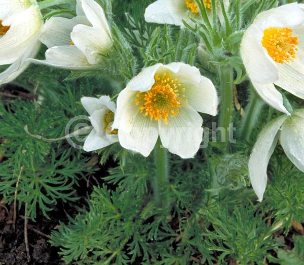 Blue blooms; White blooms