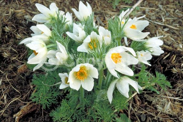 Blue blooms; White blooms