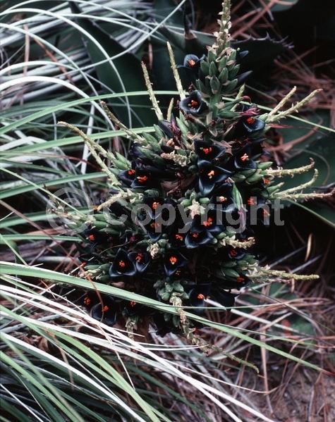 Blue blooms; Evergreen