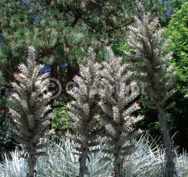Red blooms; Lavender blooms