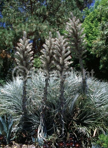 Red blooms; Lavender blooms