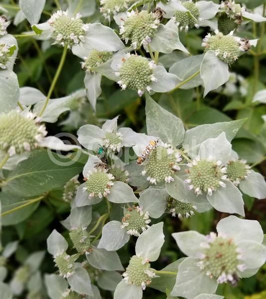 White blooms; North American Native