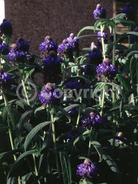 Blue blooms; Purple blooms; Evergreen