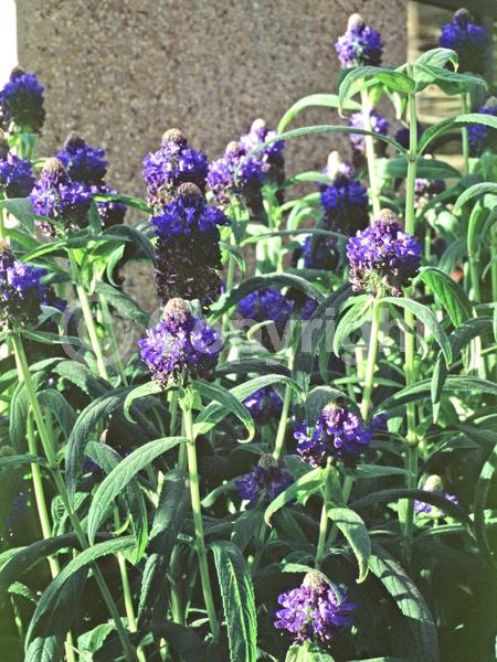 Blue blooms; Purple blooms; Evergreen